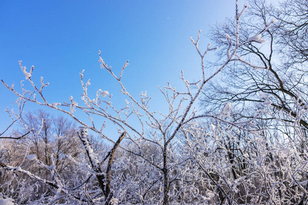 冰雪覆盖下的树冠裸露的枝干，预示着浅层的景深