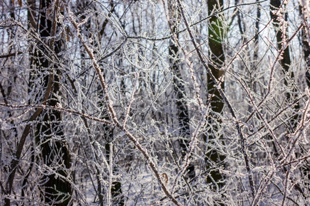冬季灌木和树木的裸枝，注意浅田深