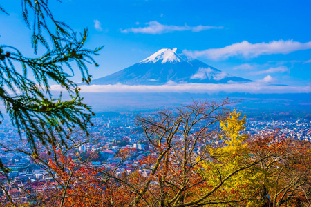 日本大林秋季枫叶树周围美丽的富士山景观，白云蓝天