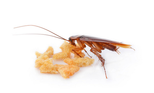 蟑螂吃面包图片