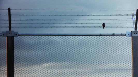 孤独的笼中囚鸟图片图片