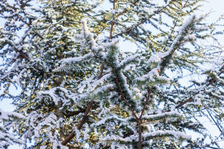 一棵被雪覆盖的常青树的枝条