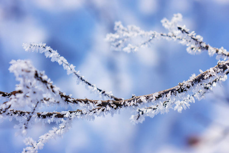 雪下树木上的冻枝，注意浅野深