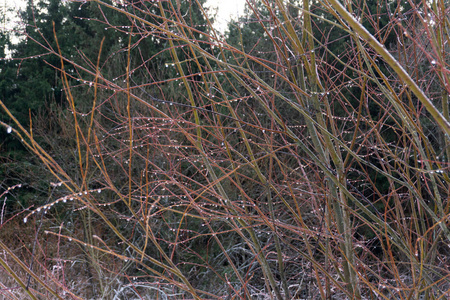 冰冻的树枝上有种子,上面覆盖着冰和冰柱.在几何背景上的icy树枝.