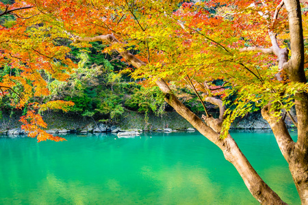 日本京都，秋天，美丽的阿拉山河，枫叶树和船绕湖而行
