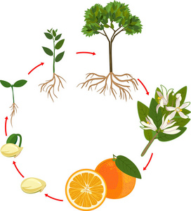橘子树的生命周期。 植物生长阶段
