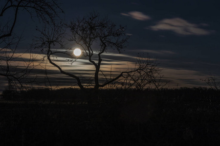 一棵树的剪影对月亮。俄罗斯