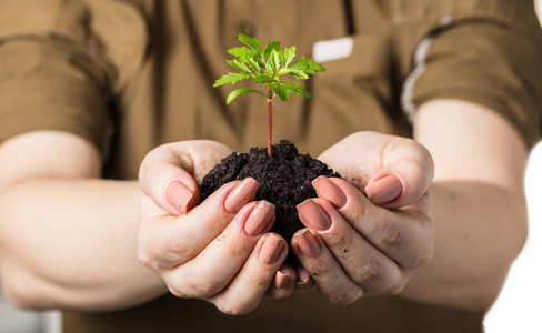 s hands with a young plant growing in soil