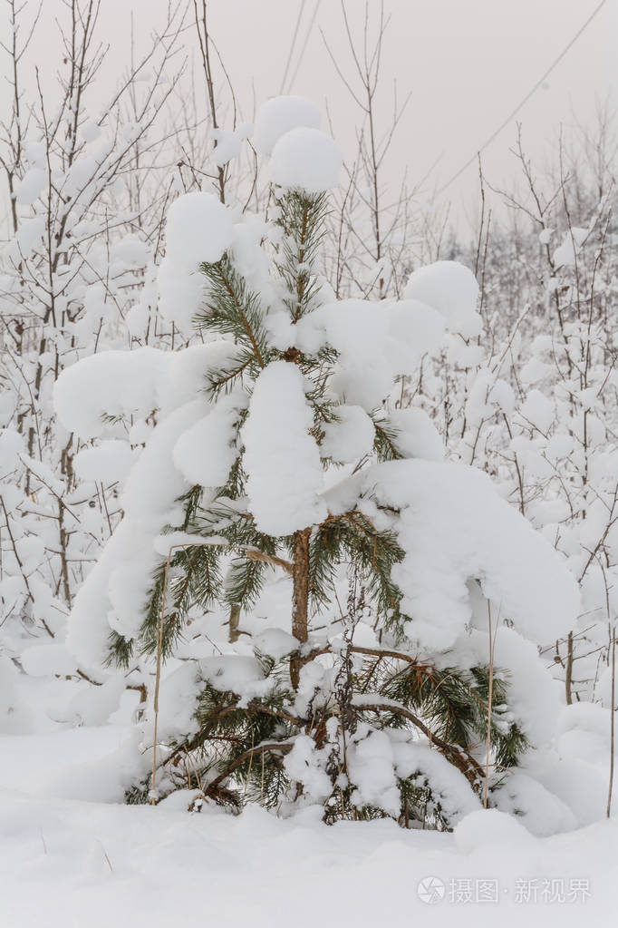 大自然冬天森林树林雪中的树木寒冷的云杉