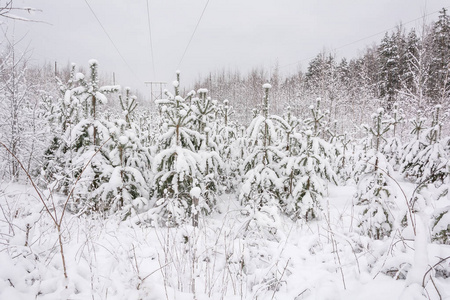 大自然冬天的森林在寒冷的雪中