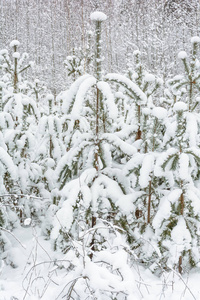 大自然冬天的森林在寒冷的雪中