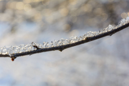 冬天森林自然树枝雪天冷冰树枝