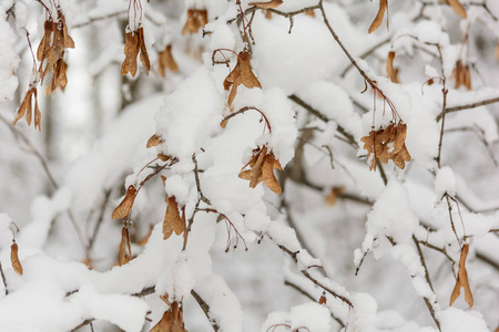 冬林林林自然树枝雪天寒枫子