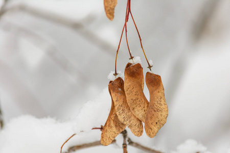 冬林林林自然树枝雪天寒枫子