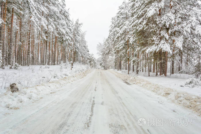 冬天的行道树和松树雪日的风景寒冷