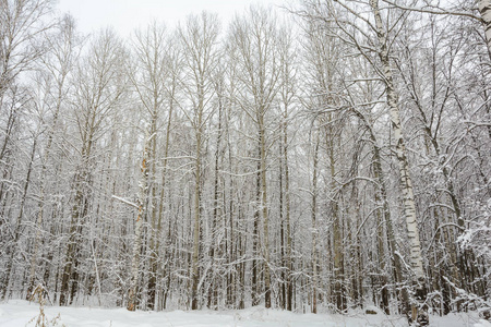 大自然冬天的森林在寒冷的雪中