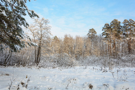 大自然冬季森林林中的树木，在雪中，寒冷的云杉和松树。