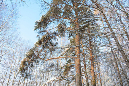 大自然冬天的森林在寒冷的雪中