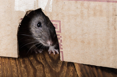 老鼠偷偷溜进图片