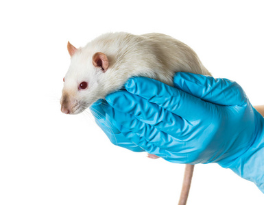 双手戴着医用手套，把老鼠放在白色背景上
