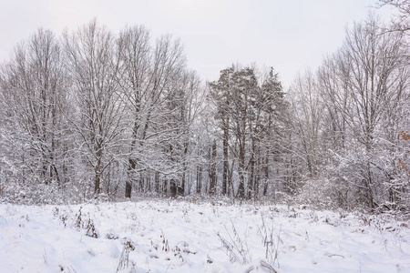 在大自然的阳光灿烂的日子图片