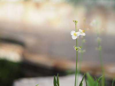 写紫薇白花的背景空间，自然美丽