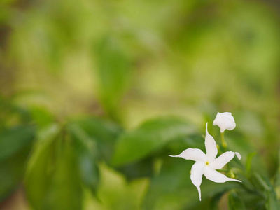 写紫薇白花的背景空间，自然美丽