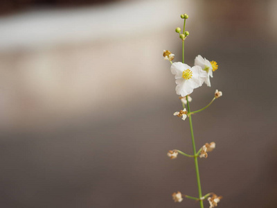 写紫薇白花的背景空间，自然美丽