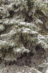 冬天新年的美丽背景。 雪中圣诞树的迷人绿色树枝。