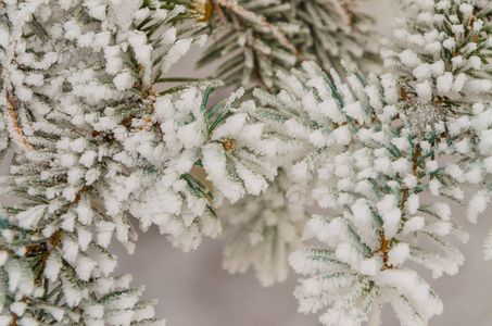 冬天新年的美丽背景。 雪中圣诞树的迷人绿色树枝。