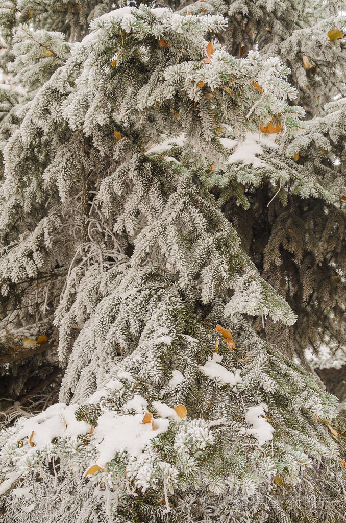 冬天新年的美丽背景雪中圣诞树的迷人绿色树枝
