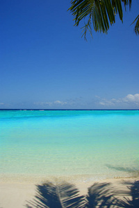 岛屿天堂棕榈树悬挂在一个沙质白色海滩与绿松石海洋。 手掌悬在海滩上。 马尔代夫惊人的蓝色水域。