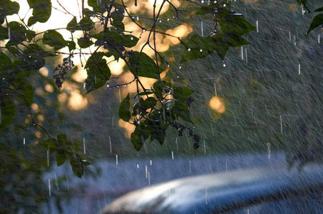 雨点落在树枝上