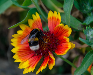 在一朵花上靠近一只大黄蜂