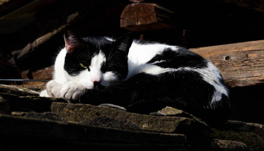 睡在石墙上的黑白猫