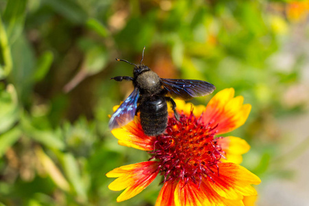 一只黑色的大黄蜂靠近一朵花
