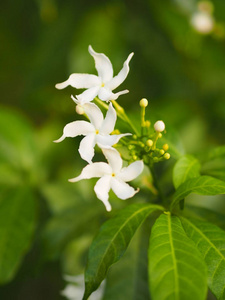 栀子花白花自然美丽