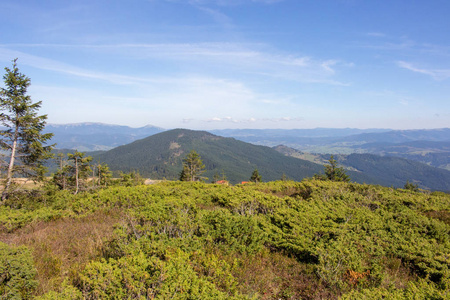 精彩的喀尔巴阡山脉乌克兰全景。 常绿森林丘陵。 喀尔巴阡山脉景观。 旅行和徒步旅行的概念。 山的自然在透视。