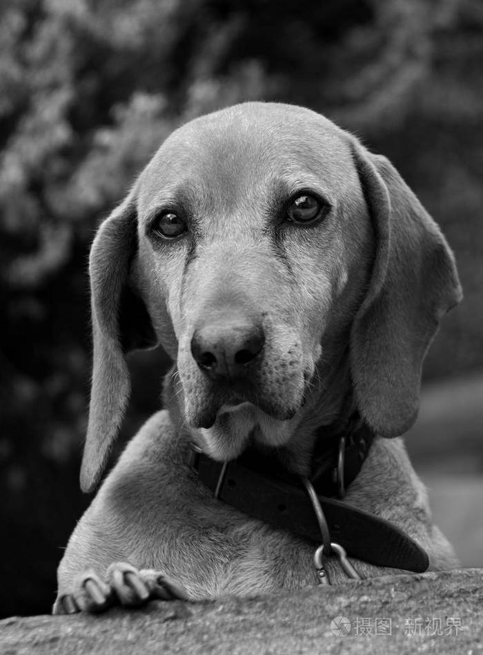 带着悲伤和美丽的眼睛的狗