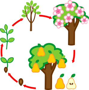 小树的成长过程简笔画图片