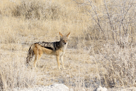 黑背的豺狼站在金色的草地上，平静地看着相机，依多沙国家公园纳米比亚