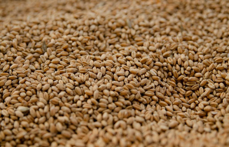 关闭小麦种子。 在一个乡村集市上，一盒装满种子的盒子正在展出成千上万种成熟健康的种子。