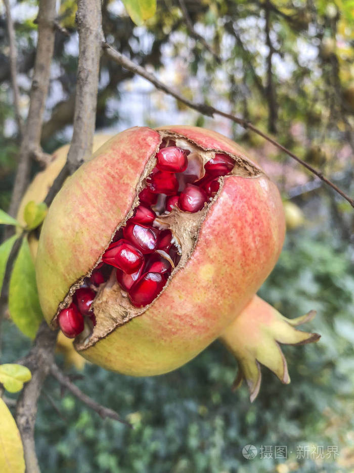 秋天树上成熟的石榴果实的特写