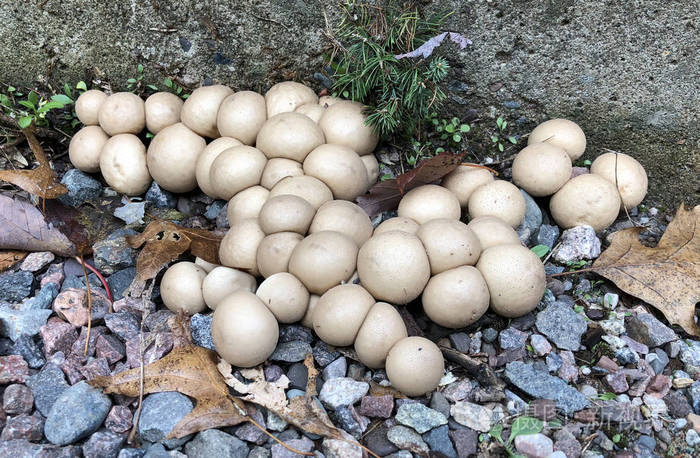 在野外生长的一组小泡芙蘑菇