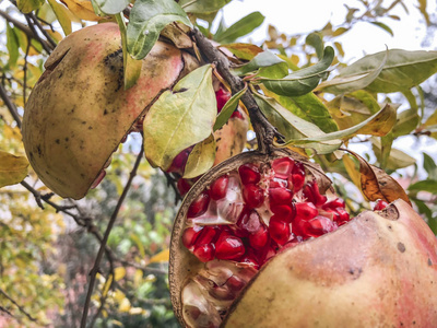 石榴果实图片