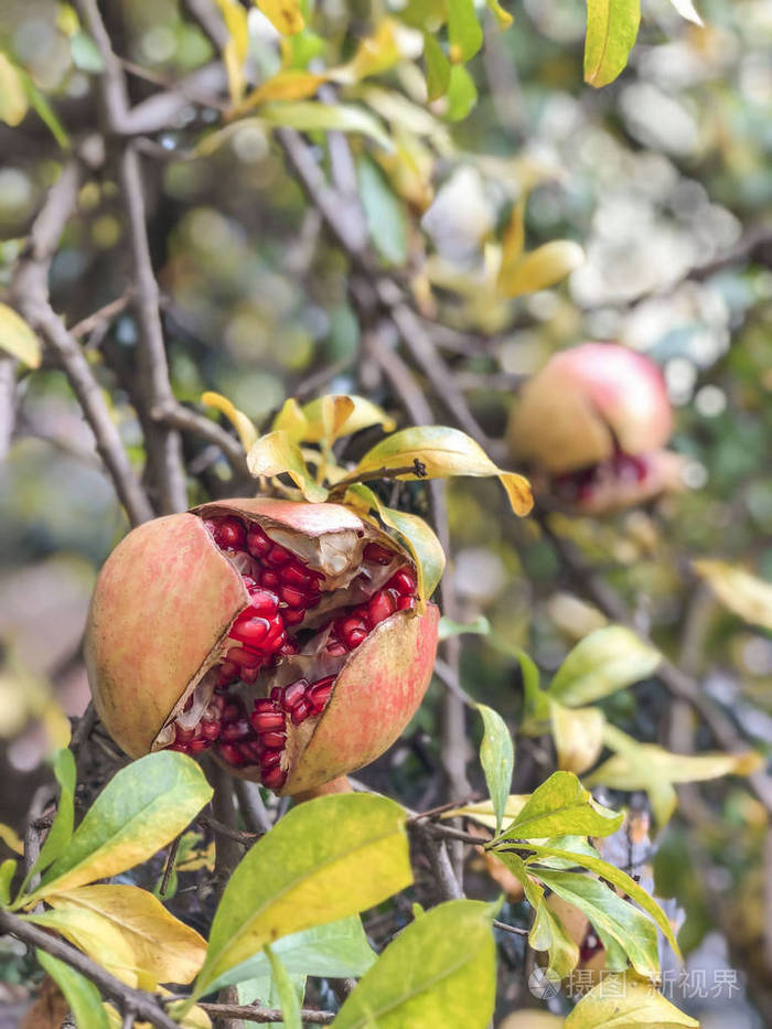 秋天树上一株成熟的石榴果实