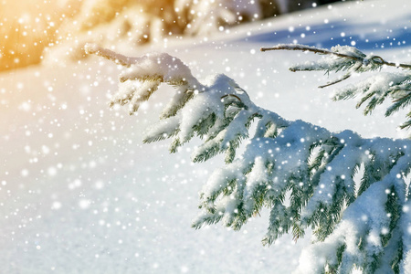 松树的枝条上有绿色的针，覆盖着深深的新鲜干净的雪，在模糊的蓝色户外复制空间背景。 圣诞快乐，新年快乐，贺卡。 软光效应。