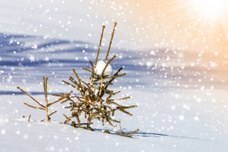 美丽惊人的圣诞节冬季山景。 小青杉树云杉独自生长在深雪中，寒冷阳光明媚霜冻的日子里，清澈明亮五彩缤纷的雪花复制了空间背景。