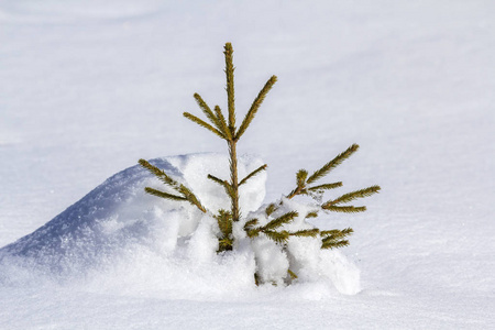 美丽的圣诞节冬季景观。 小青嫩的杉树云杉独自生长在深雪的山坡上，寒冷的阳光，霜冻的日子，清澈明亮的白色复制空间背景。