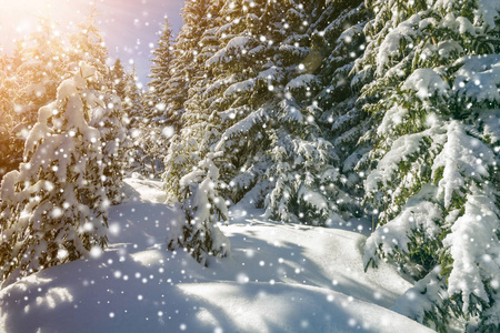 美丽的冬季景观。 高大的冷杉树上覆盖着雪和霜，被明亮的阳光照射在五颜六色的蓝天上，飘落着巨大的雪花背景。 新年快乐，圣诞贺卡快乐